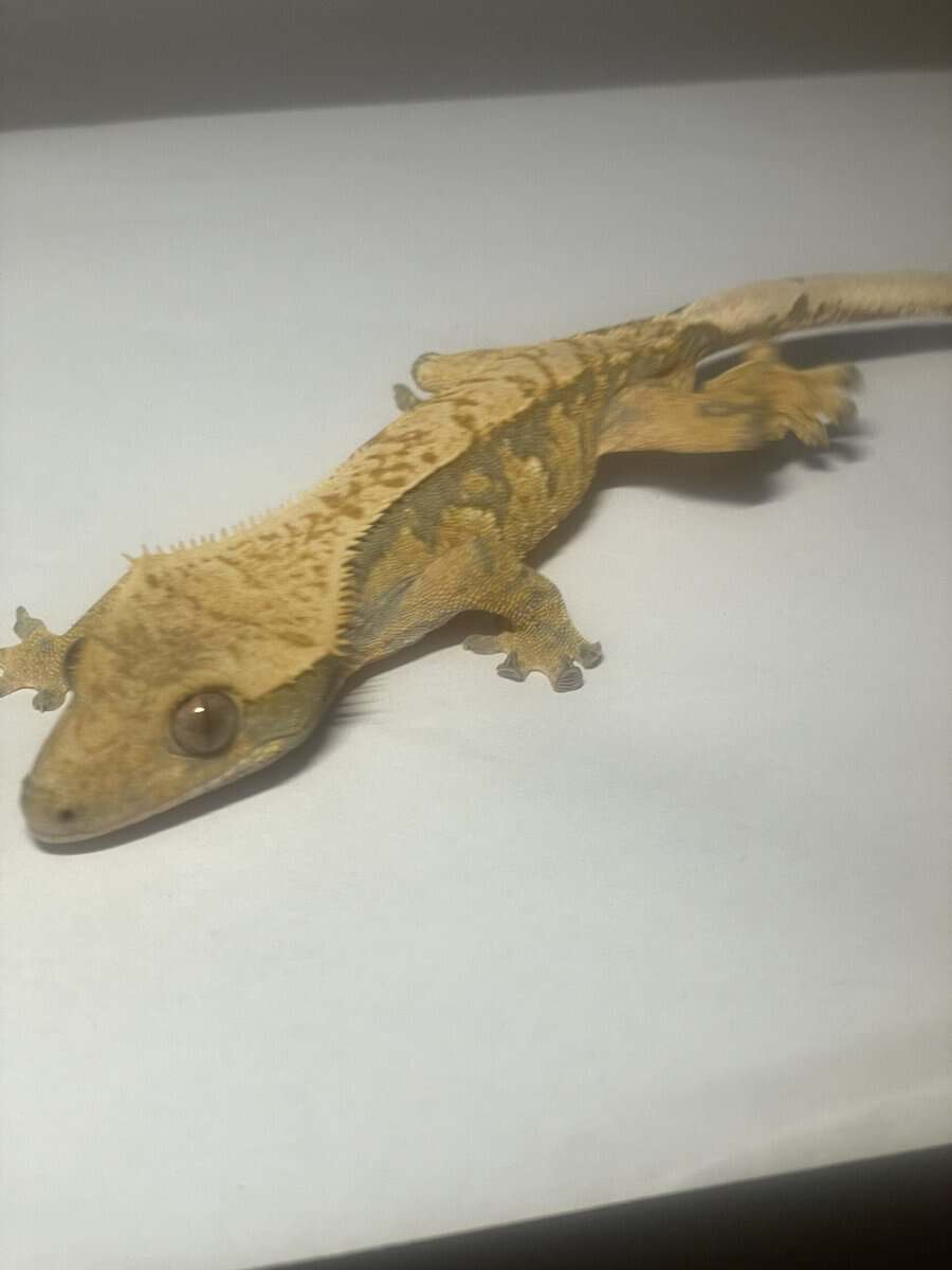 Crested Gecko male 21g image 3