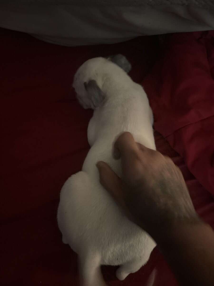 American pitbull terrier/Sharpei mix image 5