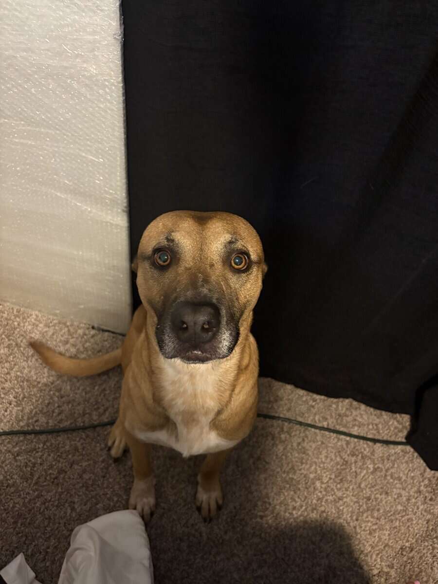 Looking to rehome this goofy sweet boy image 4