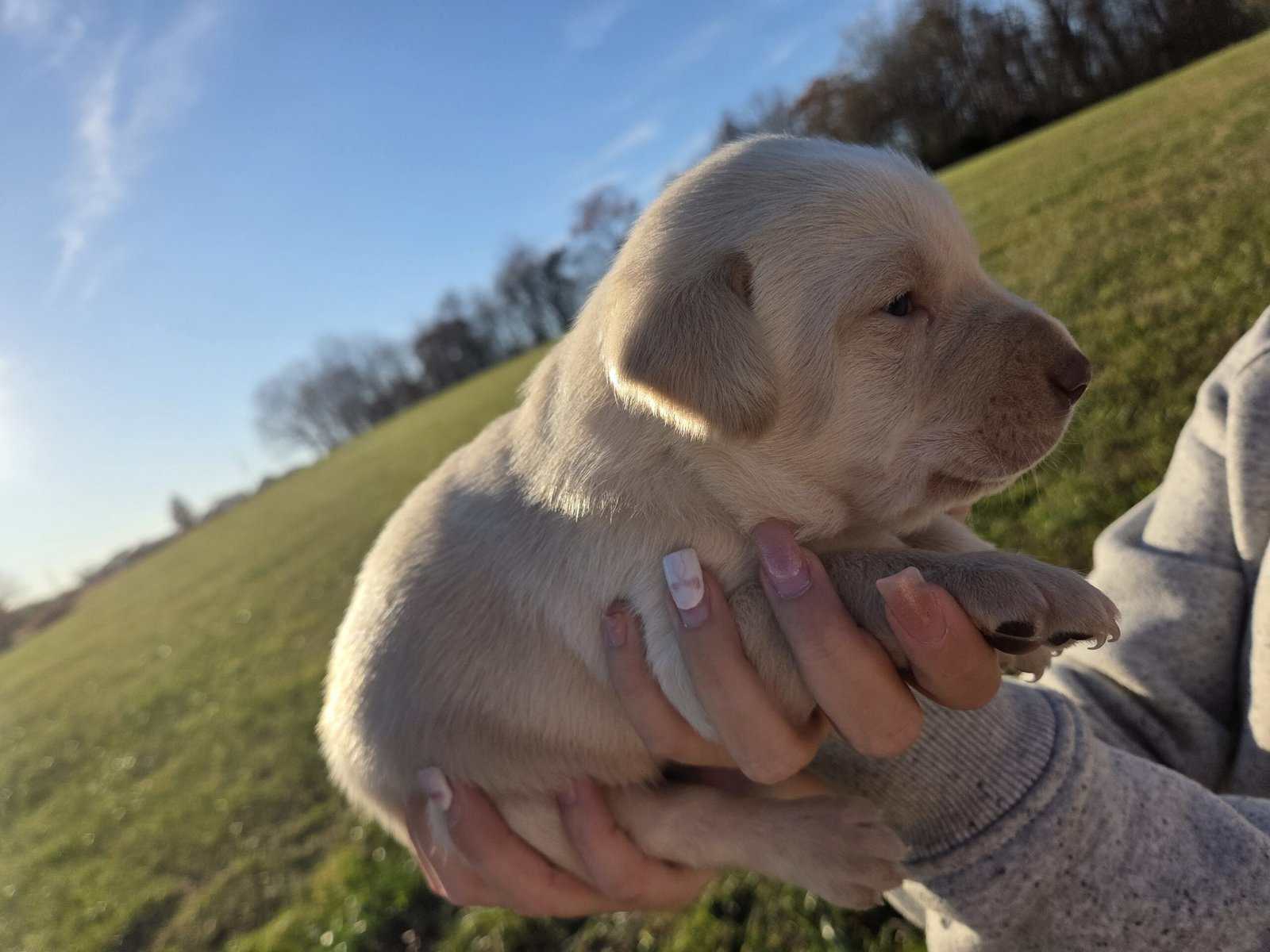 Labrador puppies image 6