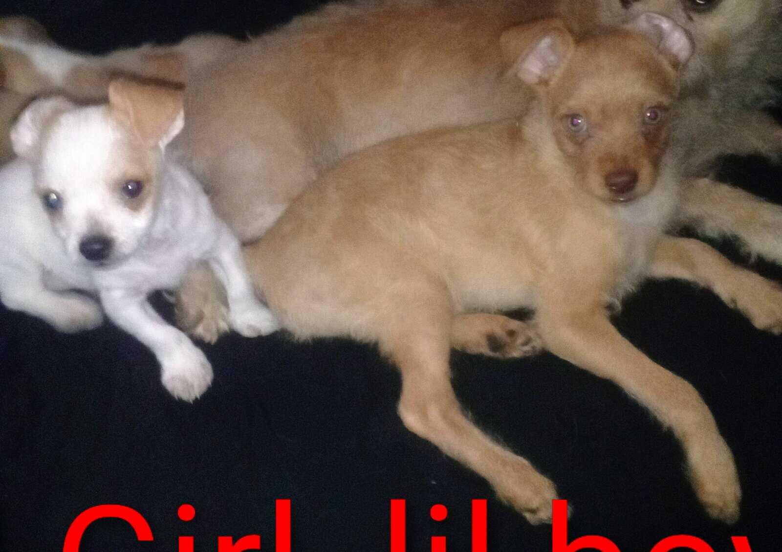 Pup's need home image 2