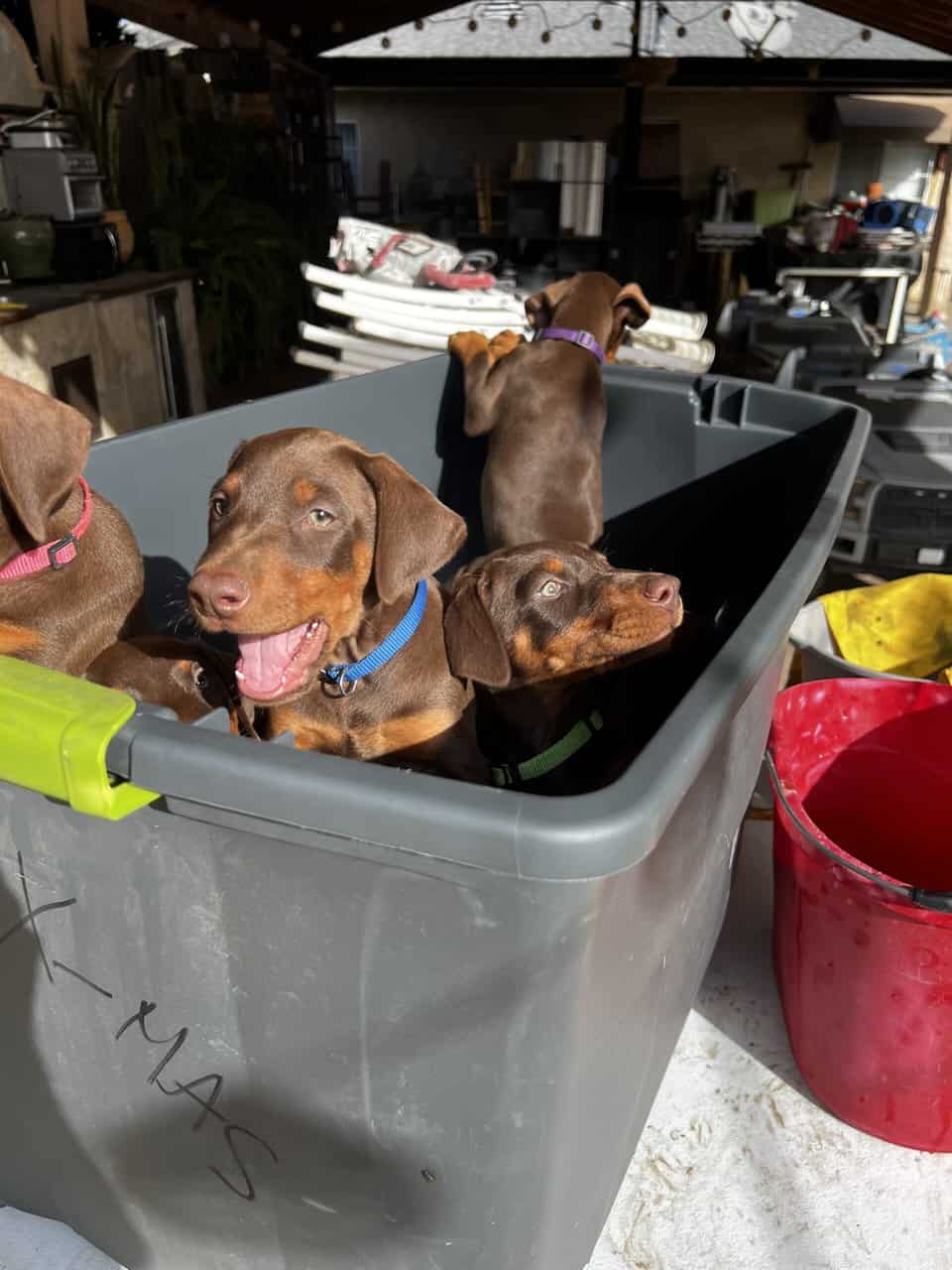 European Doberman puppies image 3