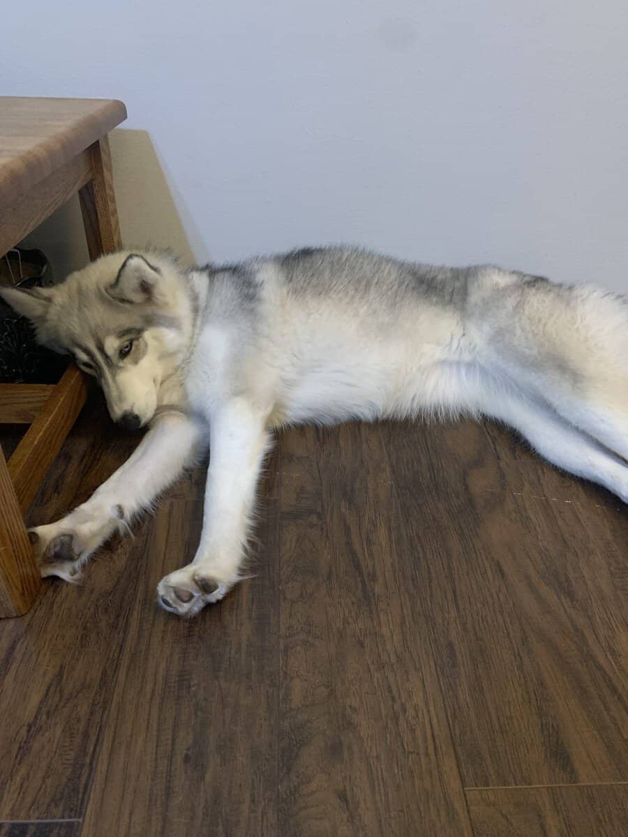 Husky - purebred female image 1