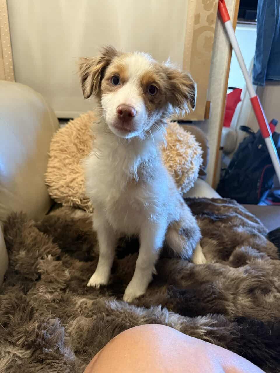Miniature Australian Shepherd image 1