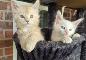2 Purebred Maine Coon Kittens available