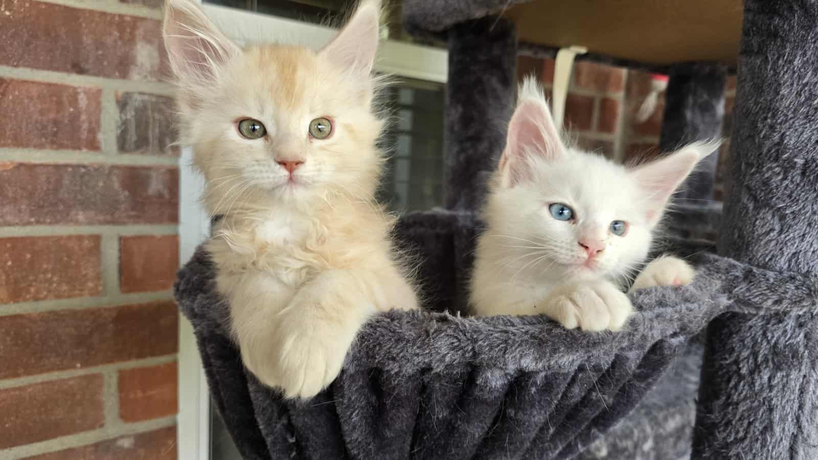 2 Purebred Maine Coon Kittens available image 5