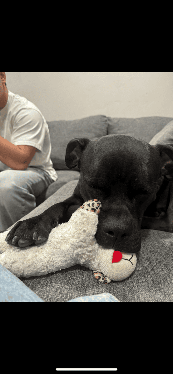 3 year old pitbull mastiff ( super sweet boy ) image 1