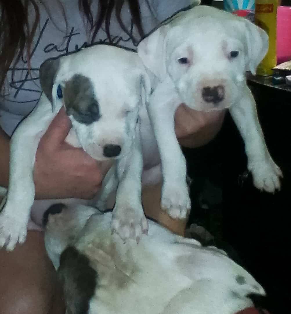 Pitbull Puppies Blue-nose/ Red- nose image 8