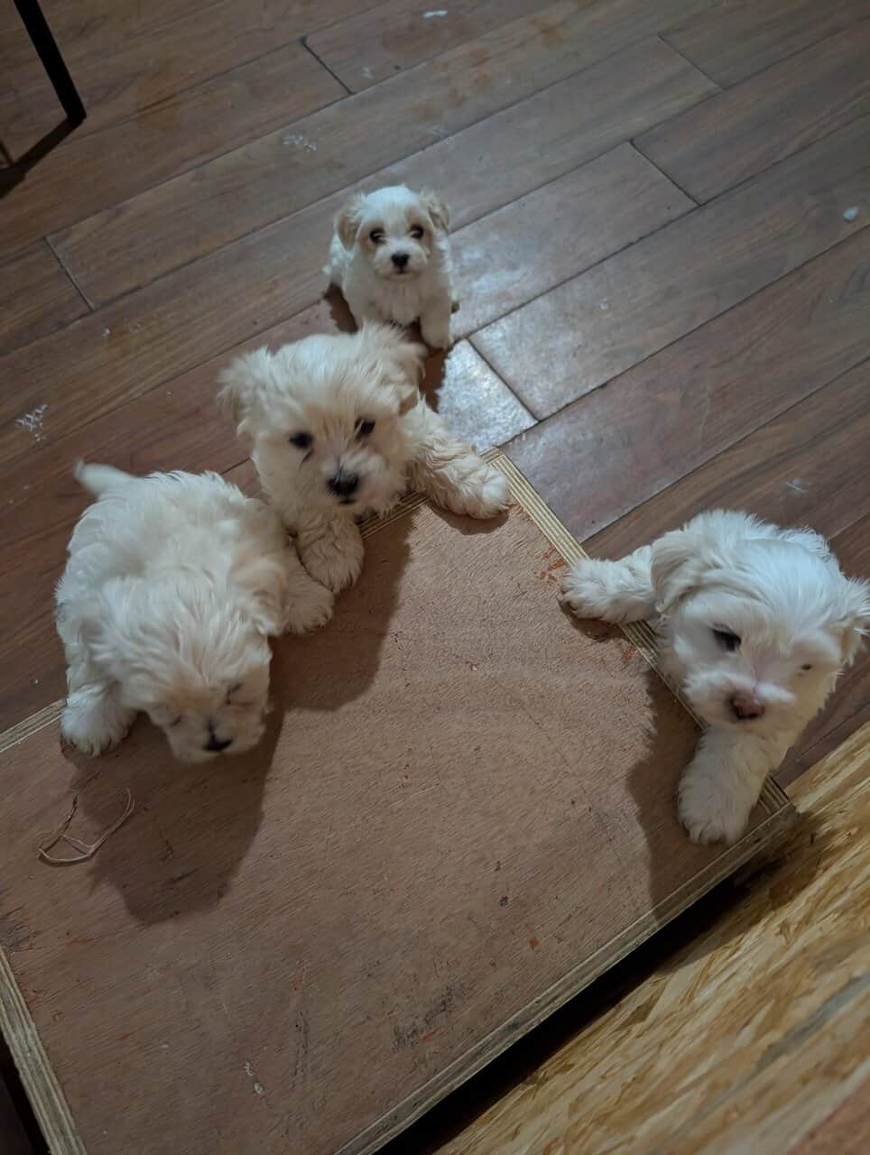 Teddy Bear Puppies image 1