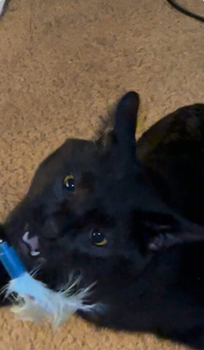 Black Male Cat Needs a Home! image 1