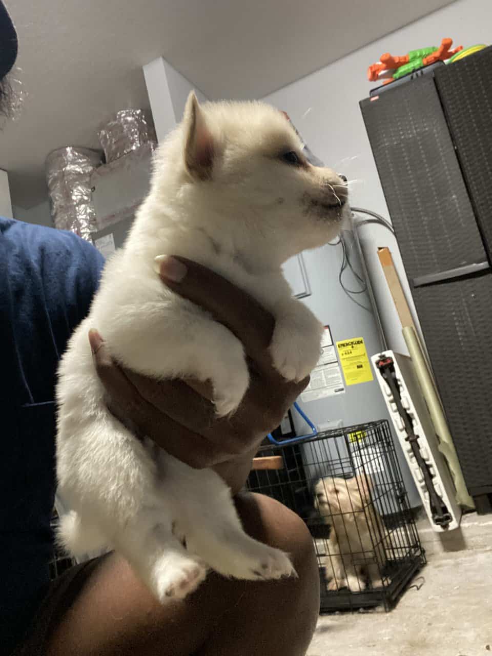 Pomeranian and Bichon image 7