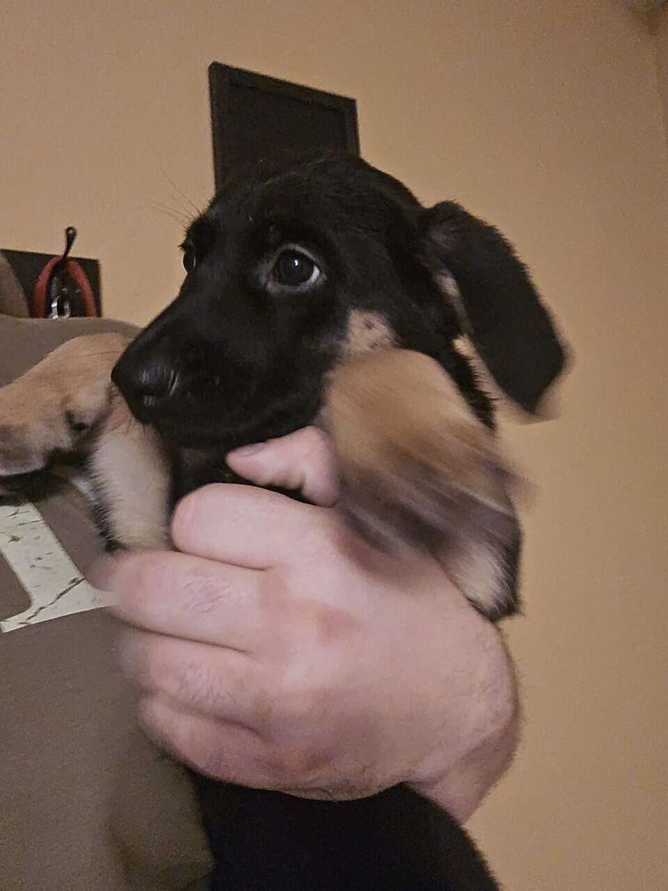 German Shepherd mix puppies image 4