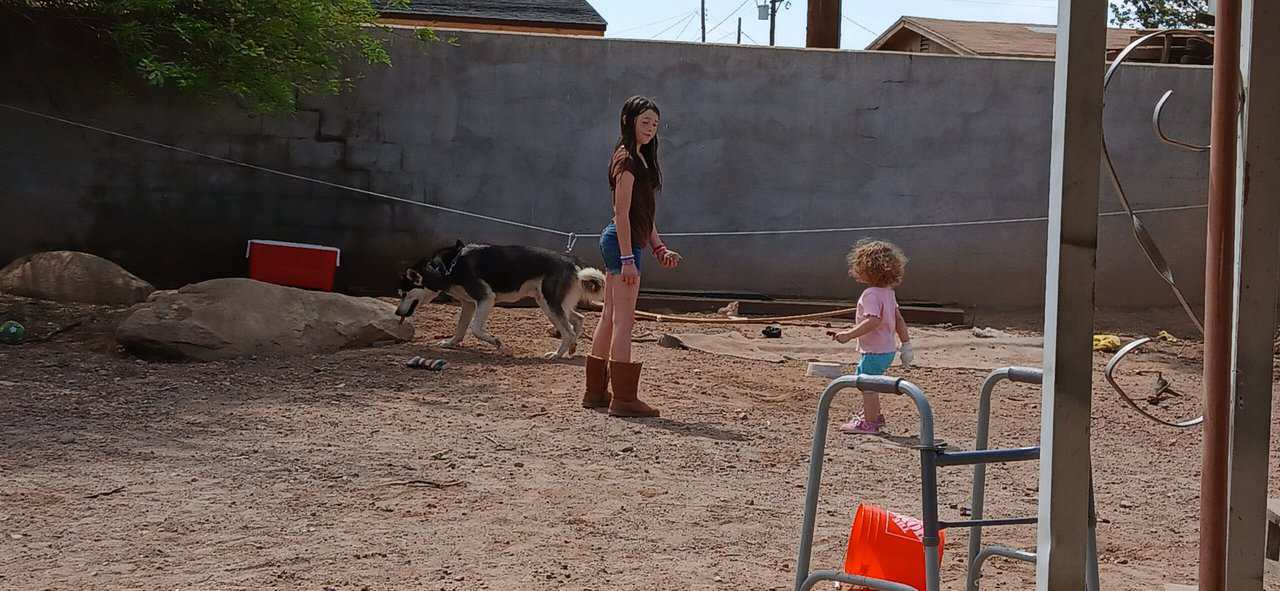 Super friendly husky 86 lb rabies and parvo update image 2