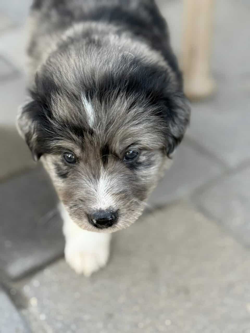 Great Pyrenees × Australian Shepherd × Lab Puppies image 8