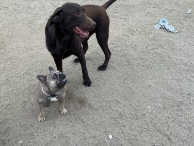 American Labrador Retriever