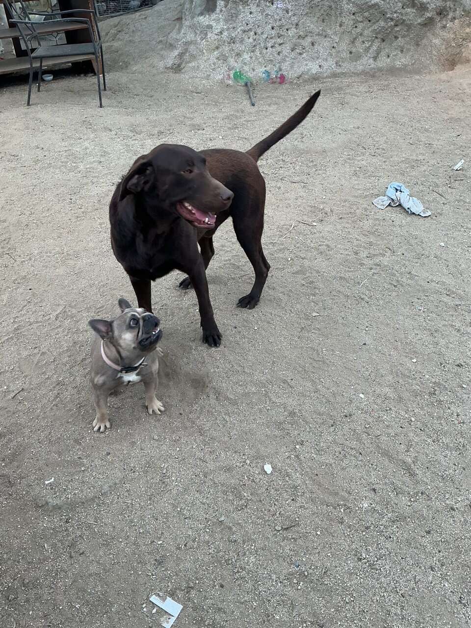 American Labrador Retriever image 1