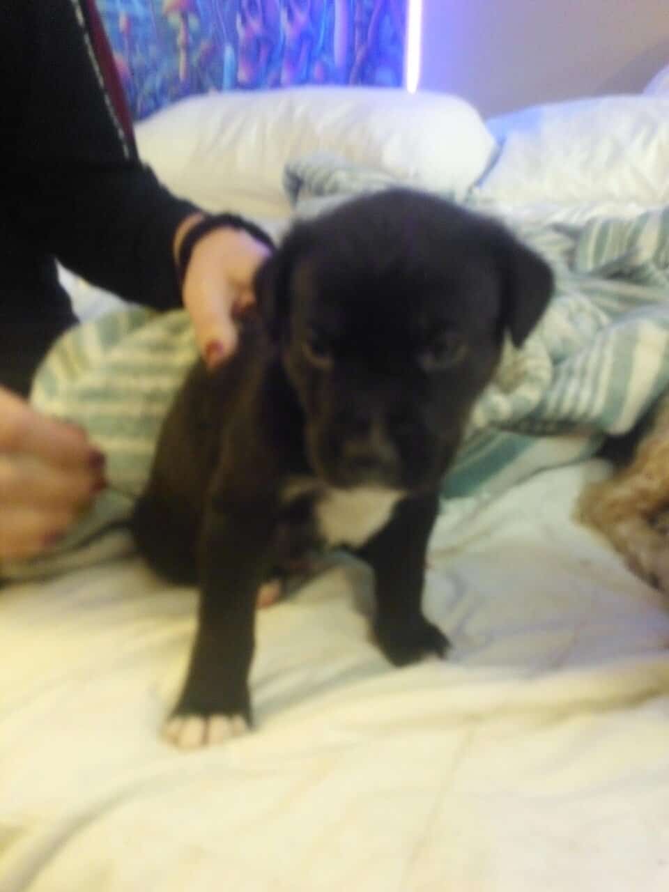 Pitbull/lab puppy (Dee-Oh-Gee) image 1