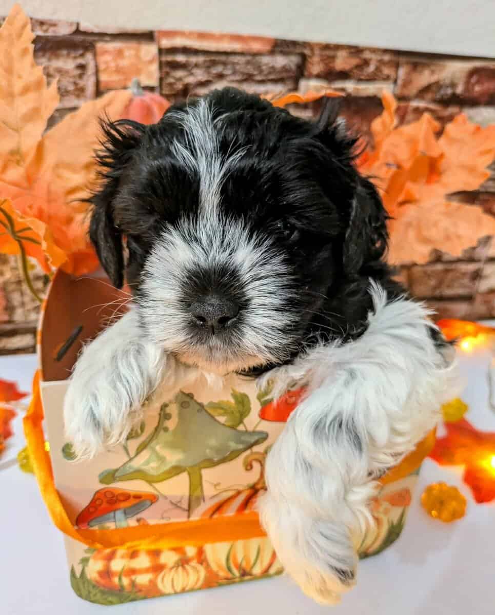 Maltipoo Puppies , Ready to Go image 2