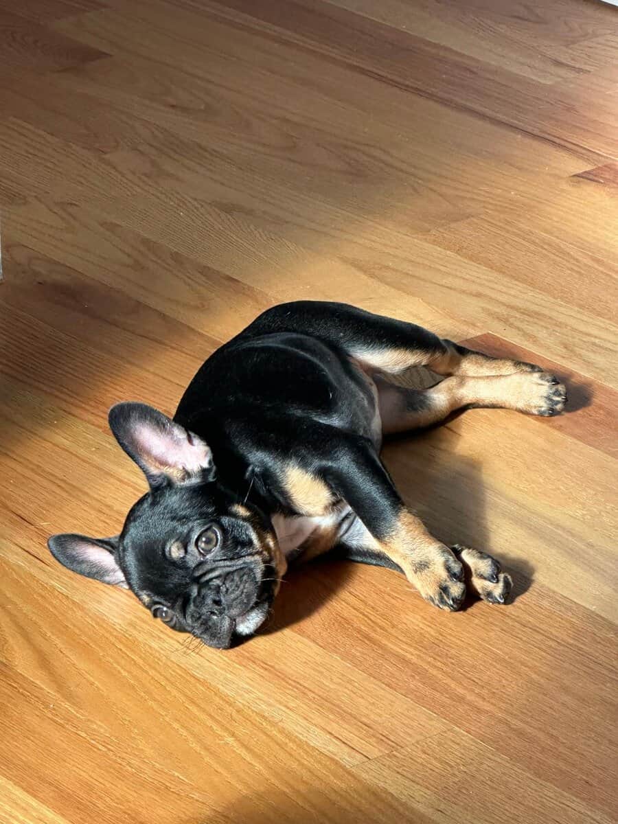 AKC Female frenchie for sale image 7