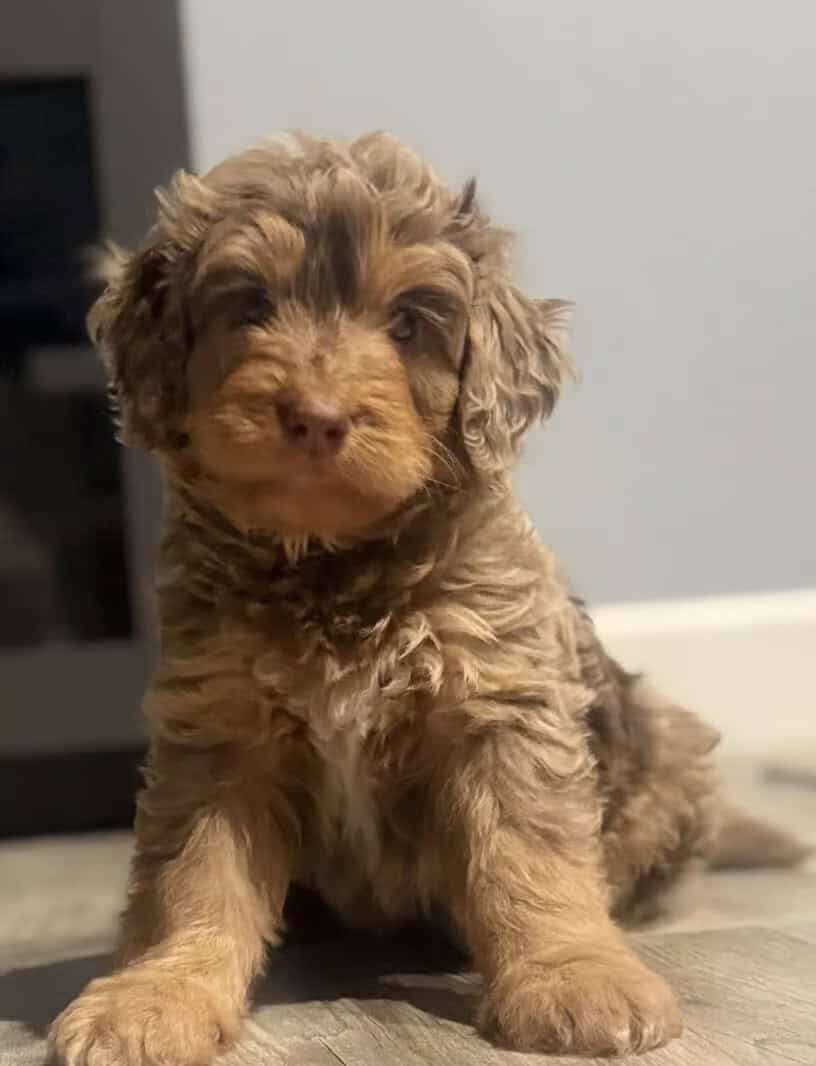 Bernedoodle female image 1