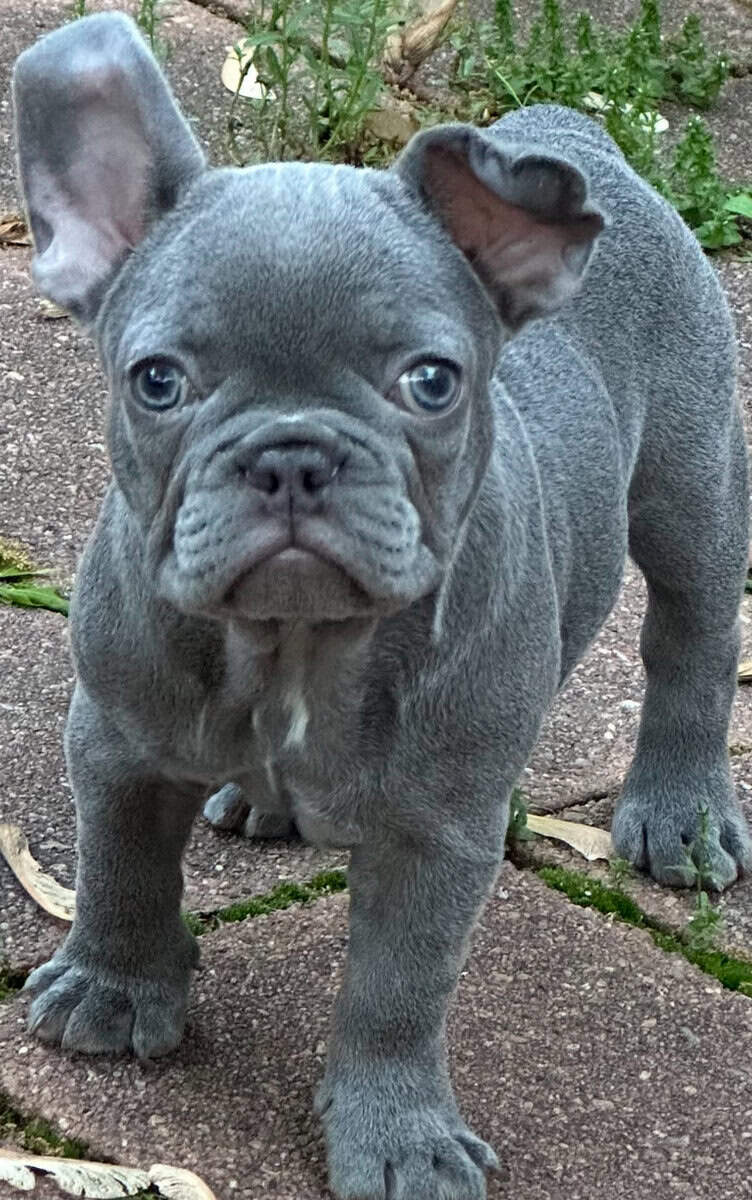 Lilac Female French Bulldog 1 year 5 months image 1