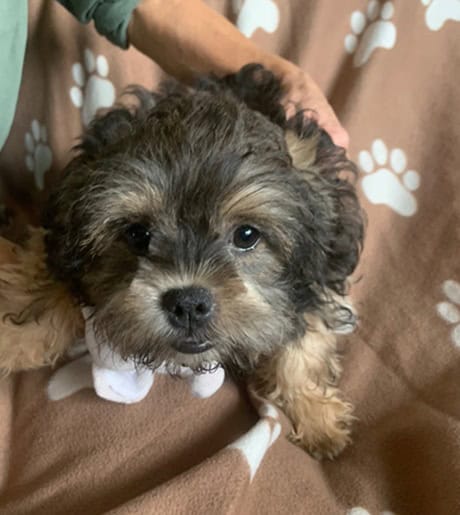 Gorgeous ShihPoo Pup! Gorgeus Female image 2
