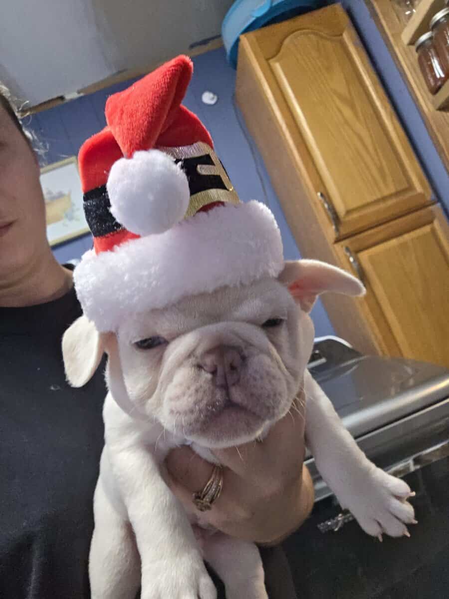 Akc frenchies image 3