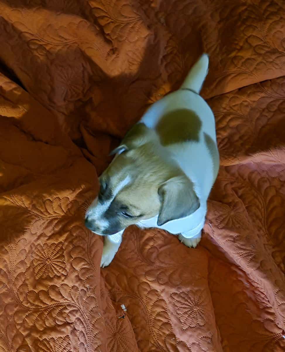 Jersey Terrier/Jackrat male puppies image 5