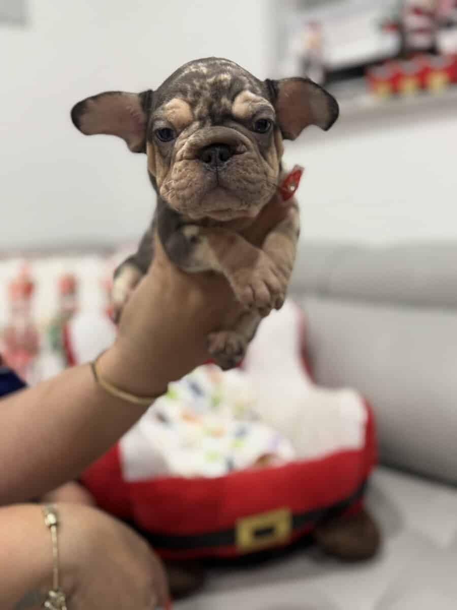 French bulldog for sale image 6