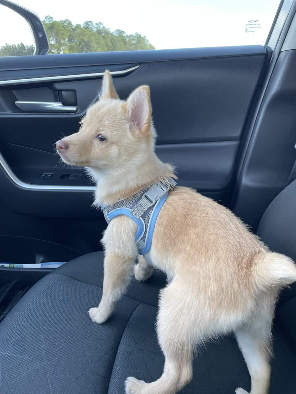 Schipperke Puppy image 2