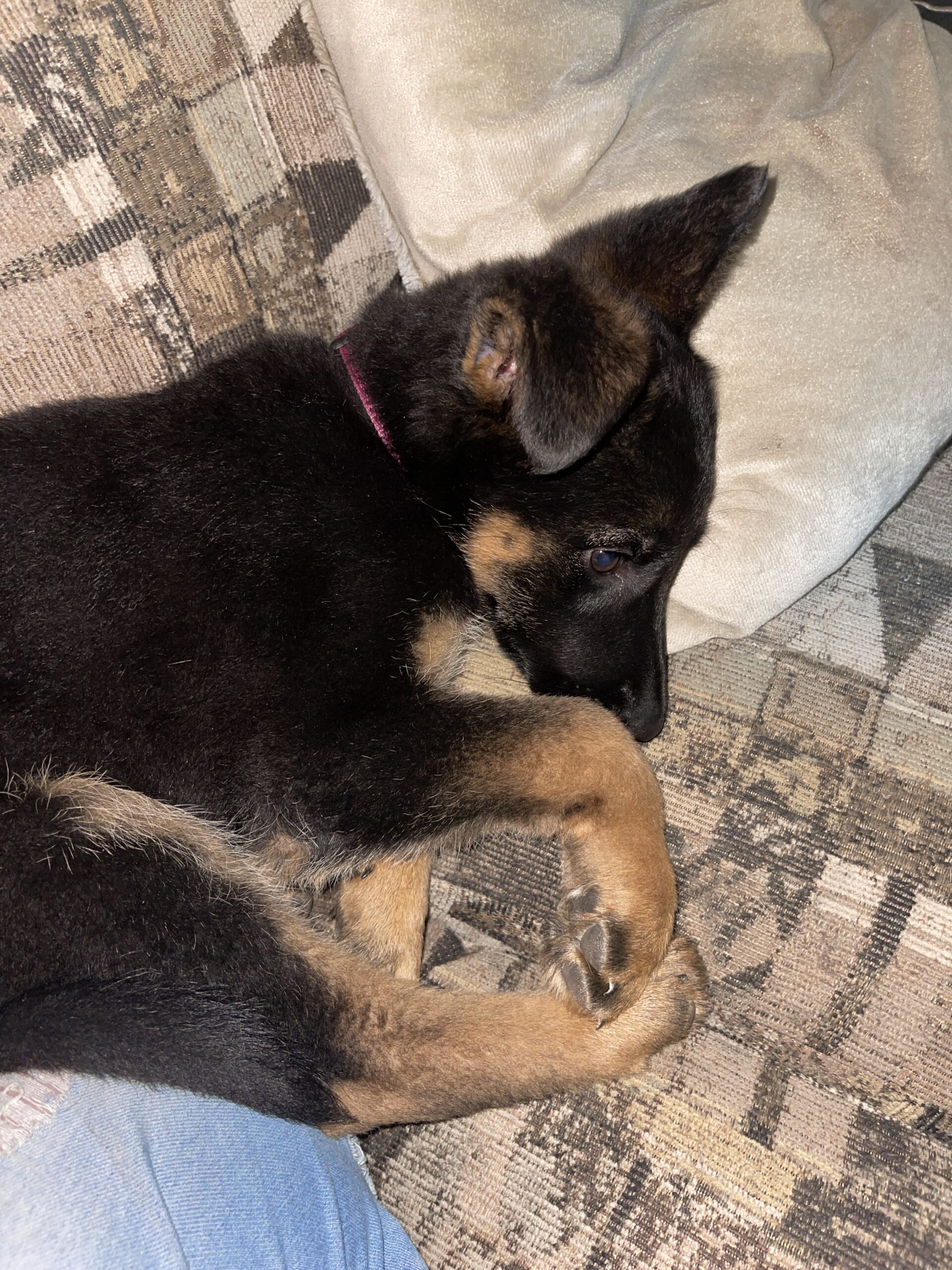 German Shepard puppies need homes asap image 4