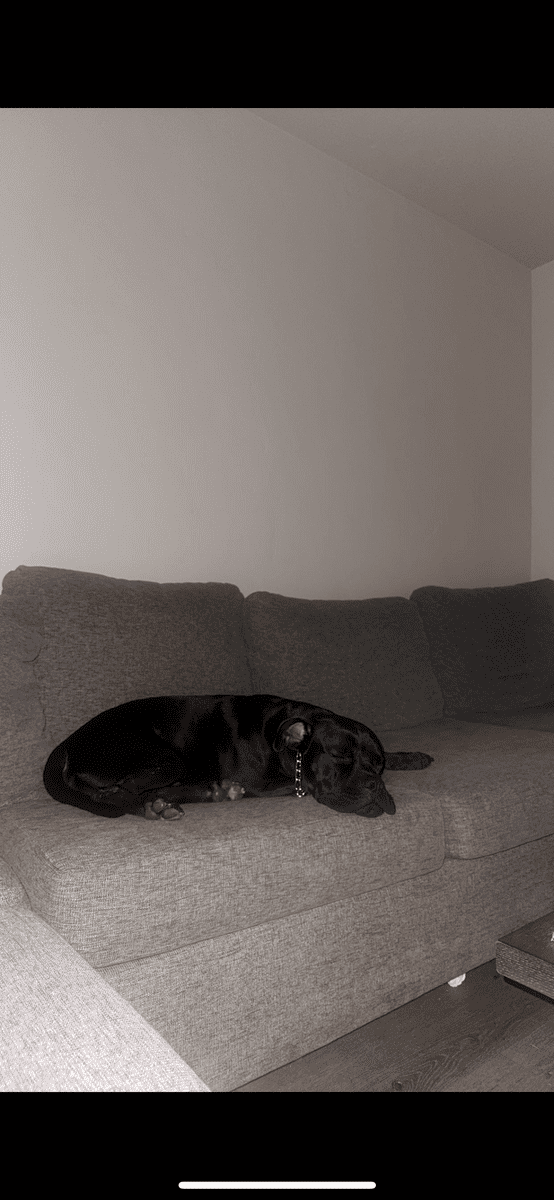 3 year old pitbull mastiff ( super sweet boy ) image 5