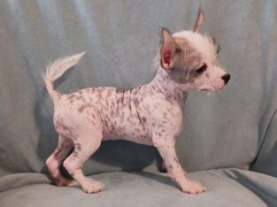 Bea Chinese Crested Mix