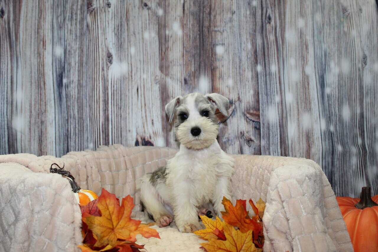 Mini Schnauzer Puppies image 1