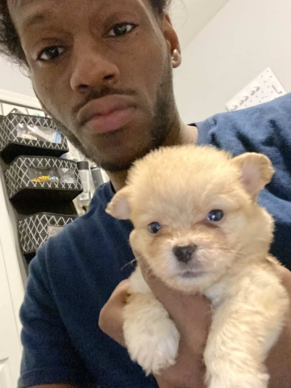 Pomeranian and Bichon image 6