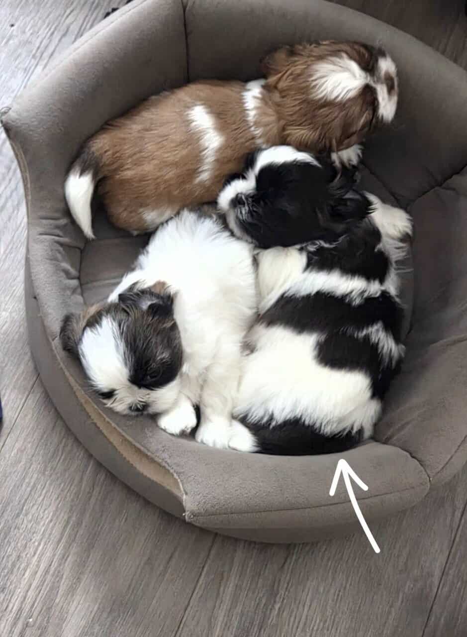8 week old Shih Tzu image 3