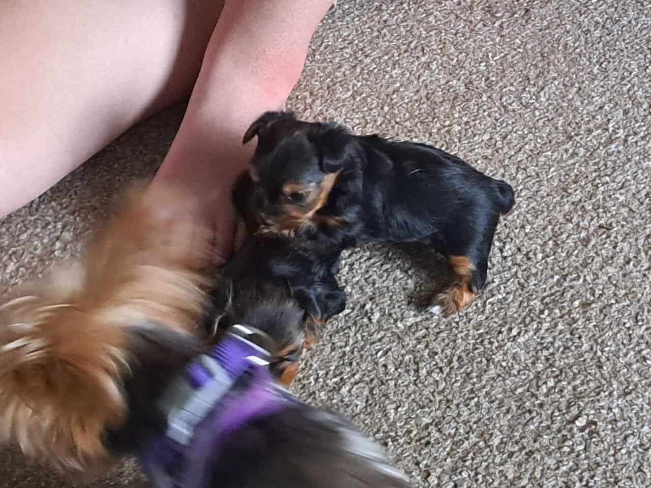 Yorkie Puppy image 4