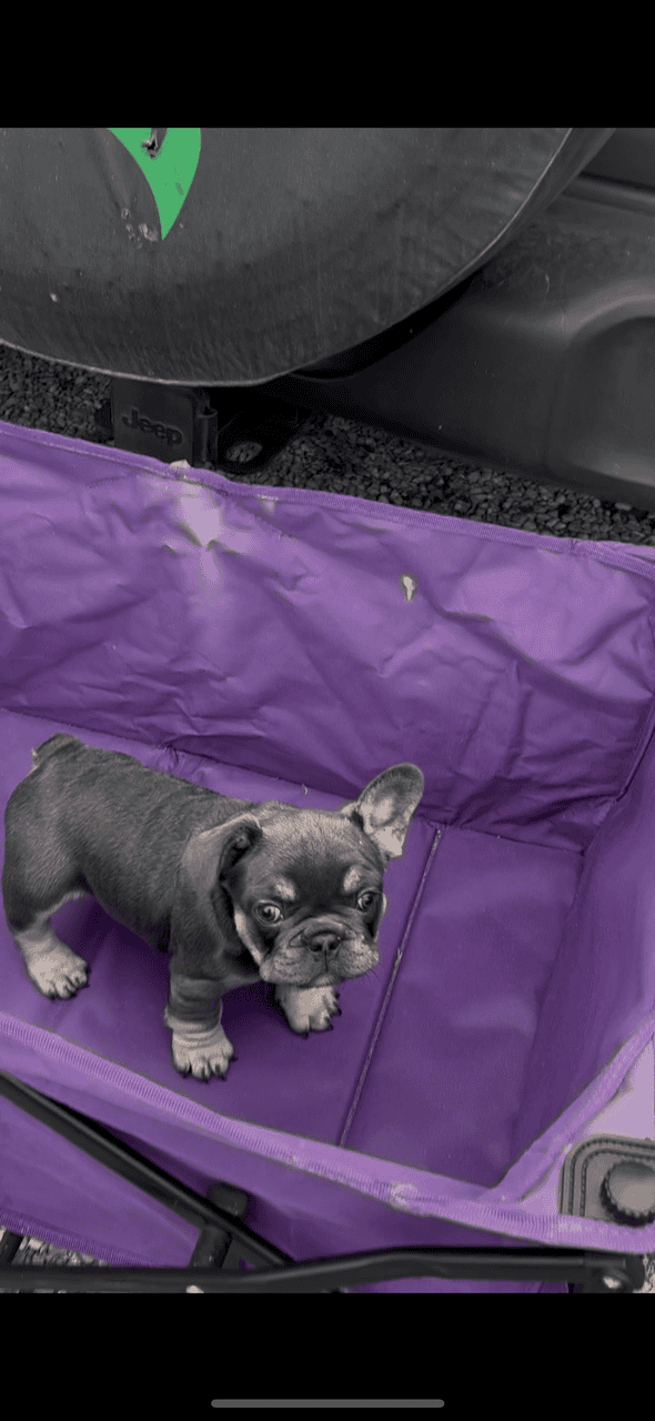 Akc French Bulldog (best pricing !) image 2