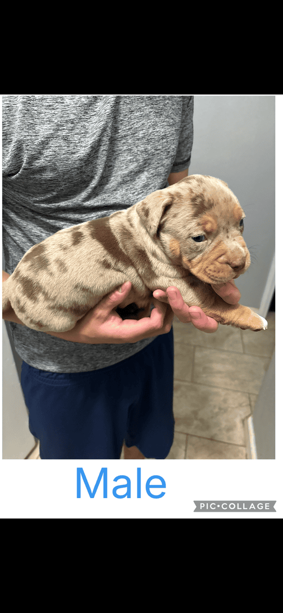 American Bullies image 1