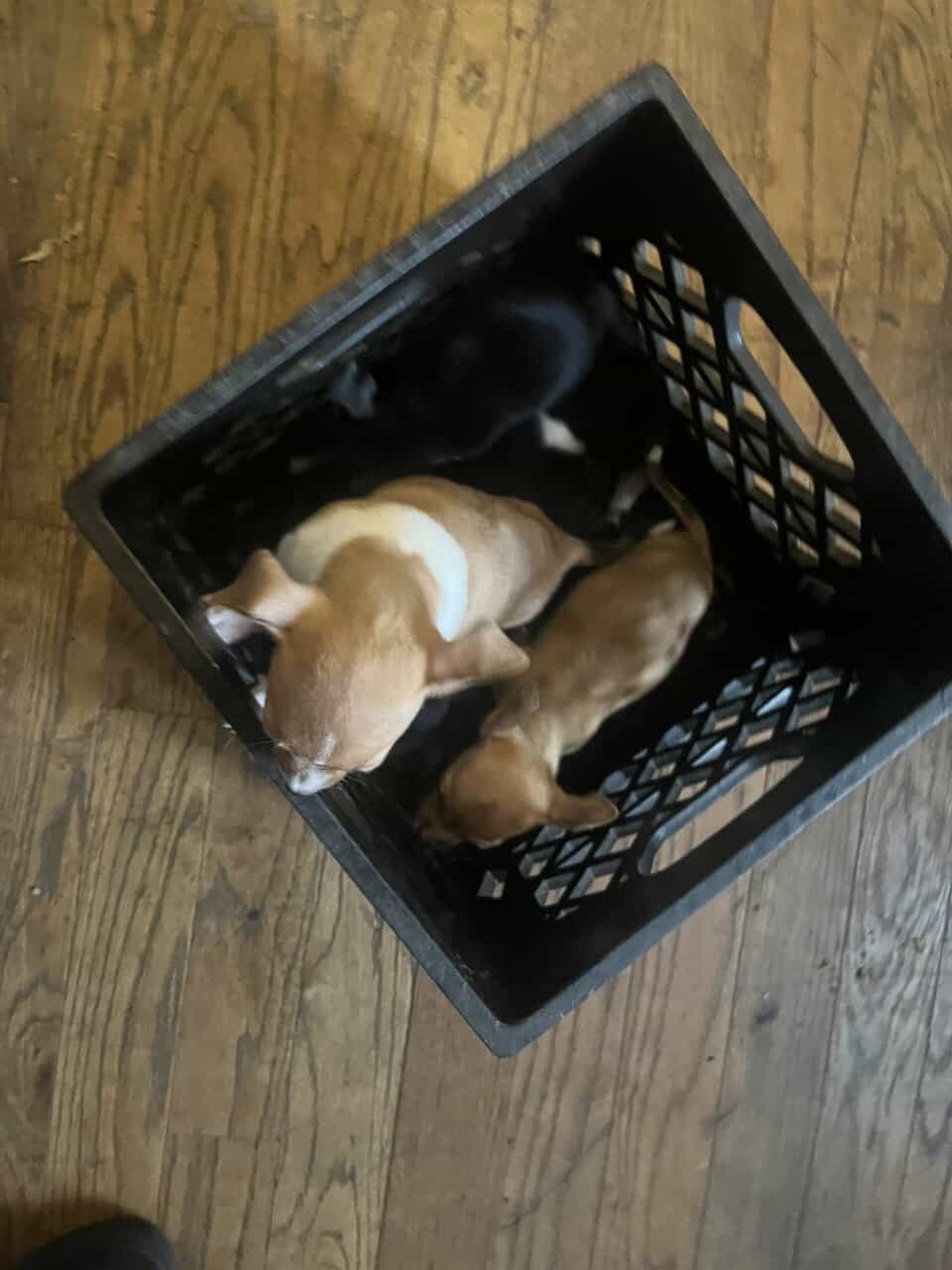 🐶 Chihuahua Puppies image 5