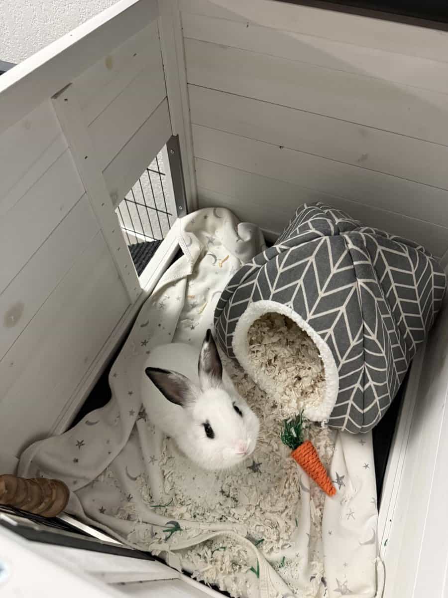 Beautiful bunny looking for a loving home image 5