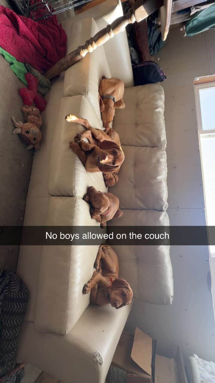 Vizsla Puppies image 3