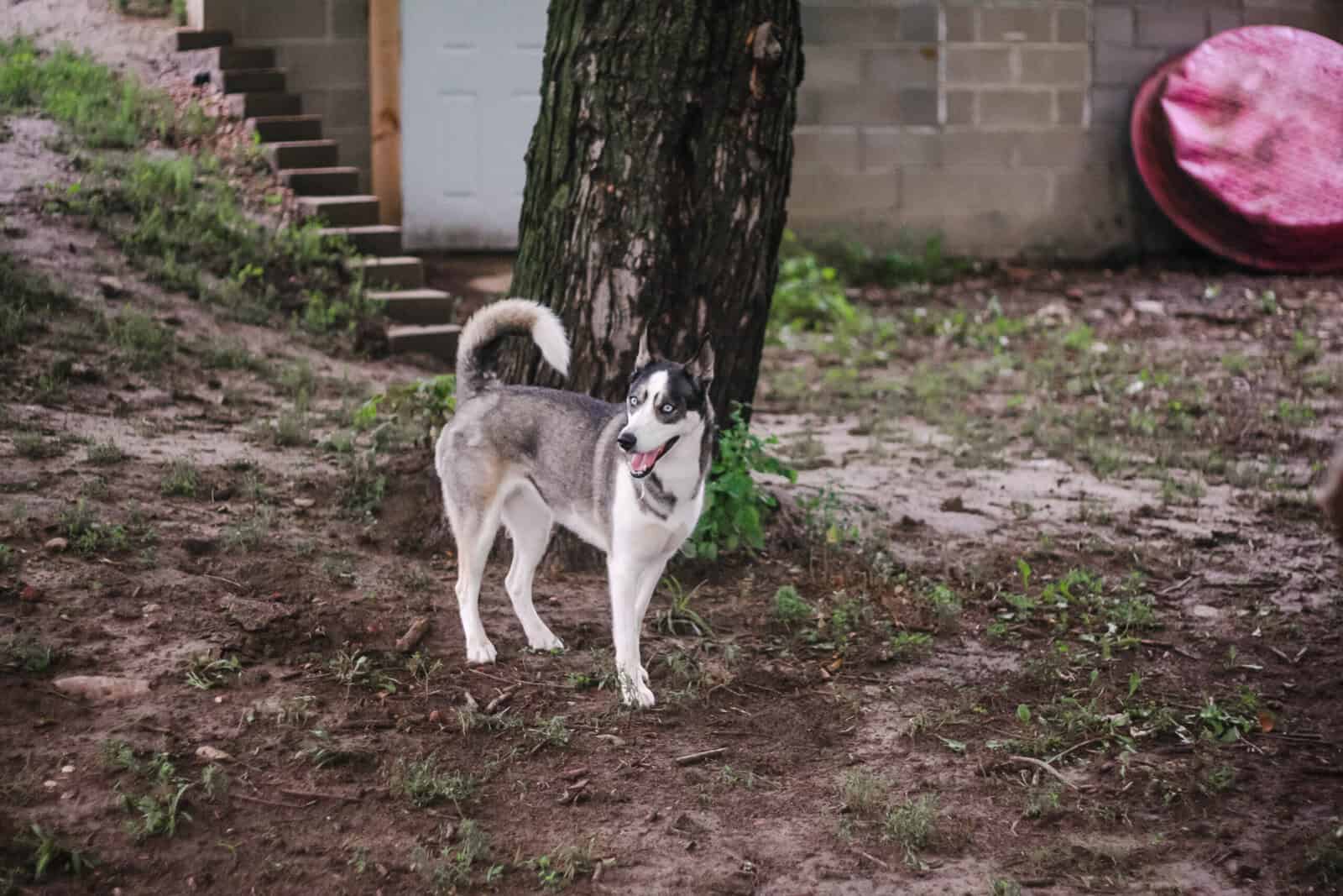 Husky image 1