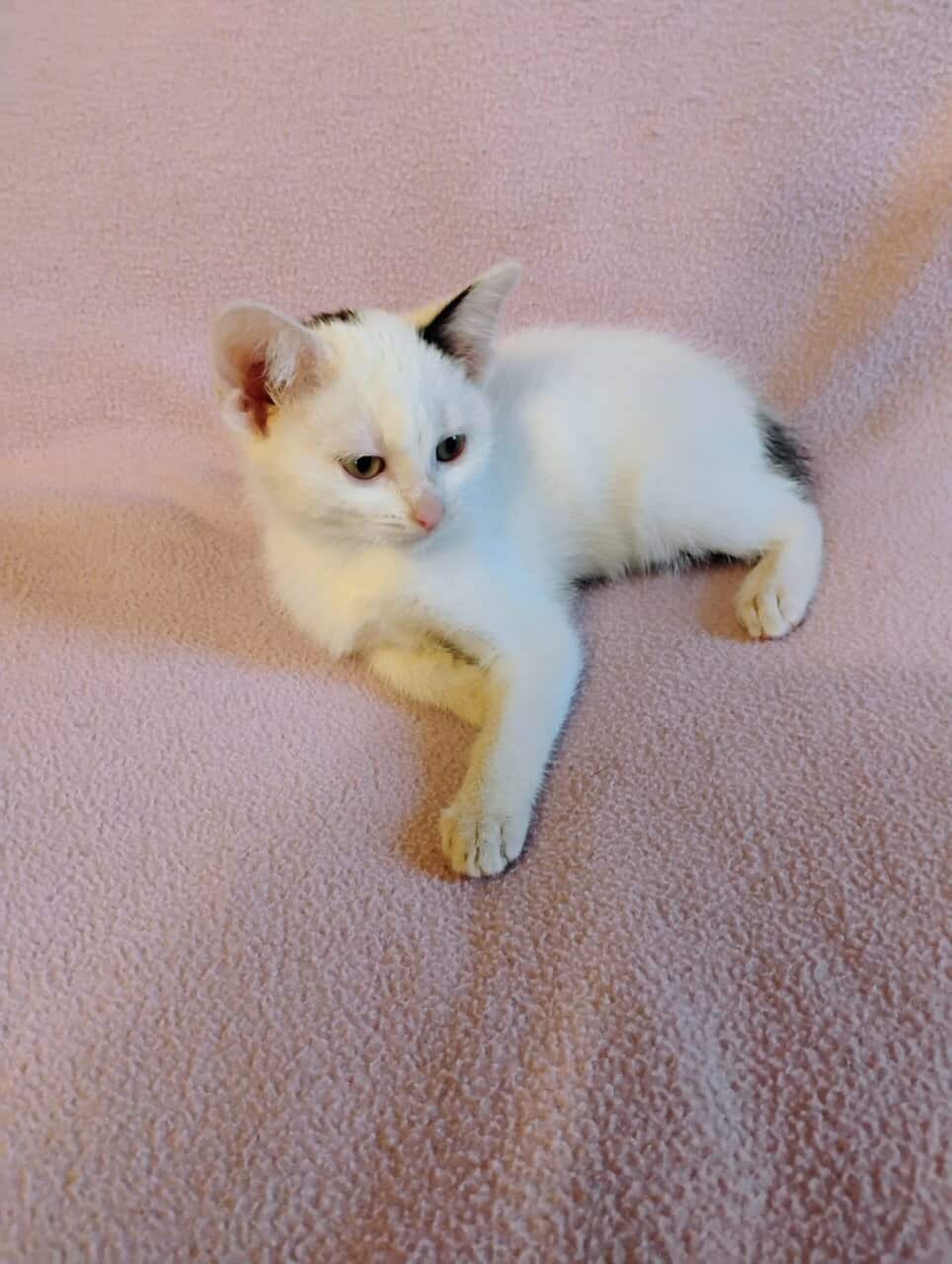 Kitten image 1