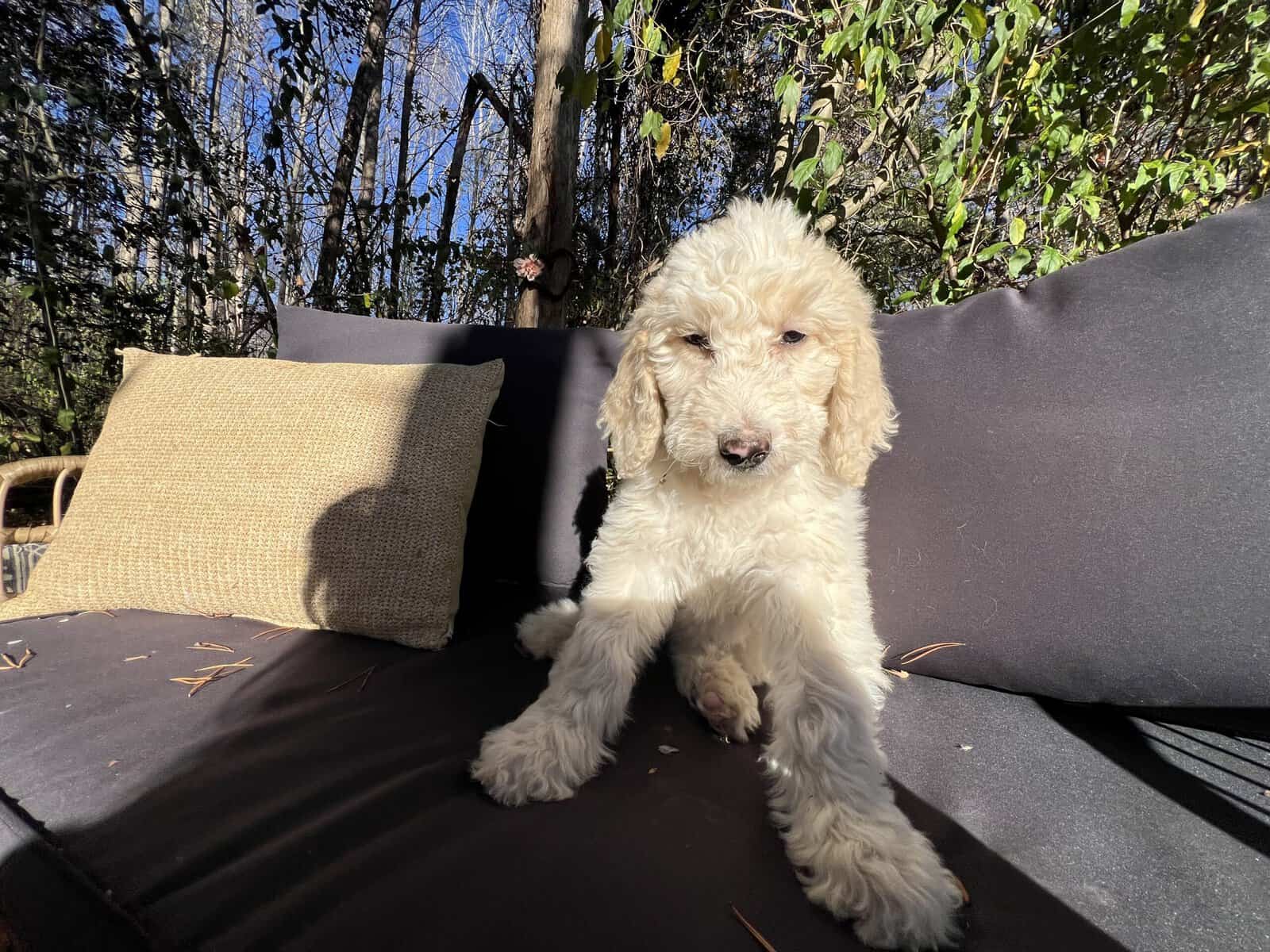 Female Goldendoodle puppy image 2