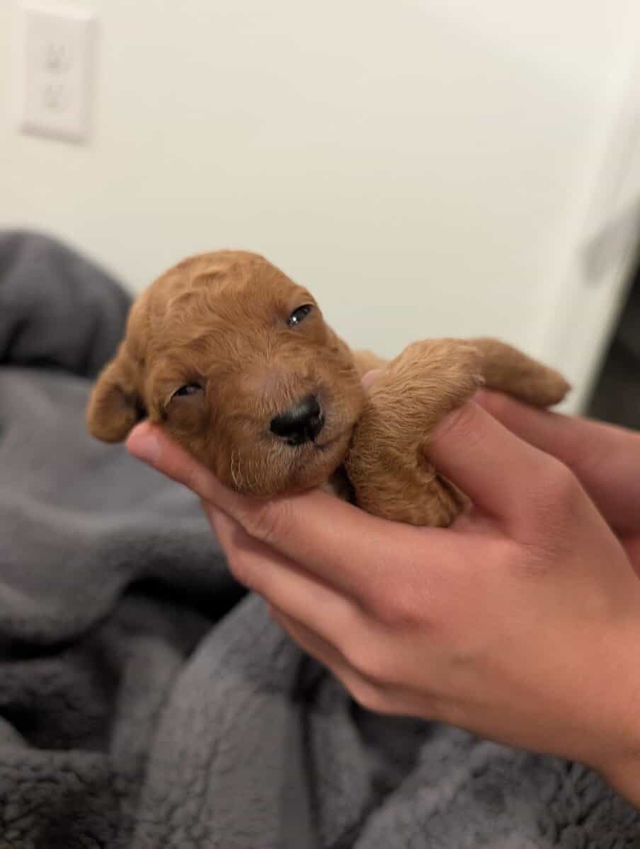 Mini Goldendoodles image 8