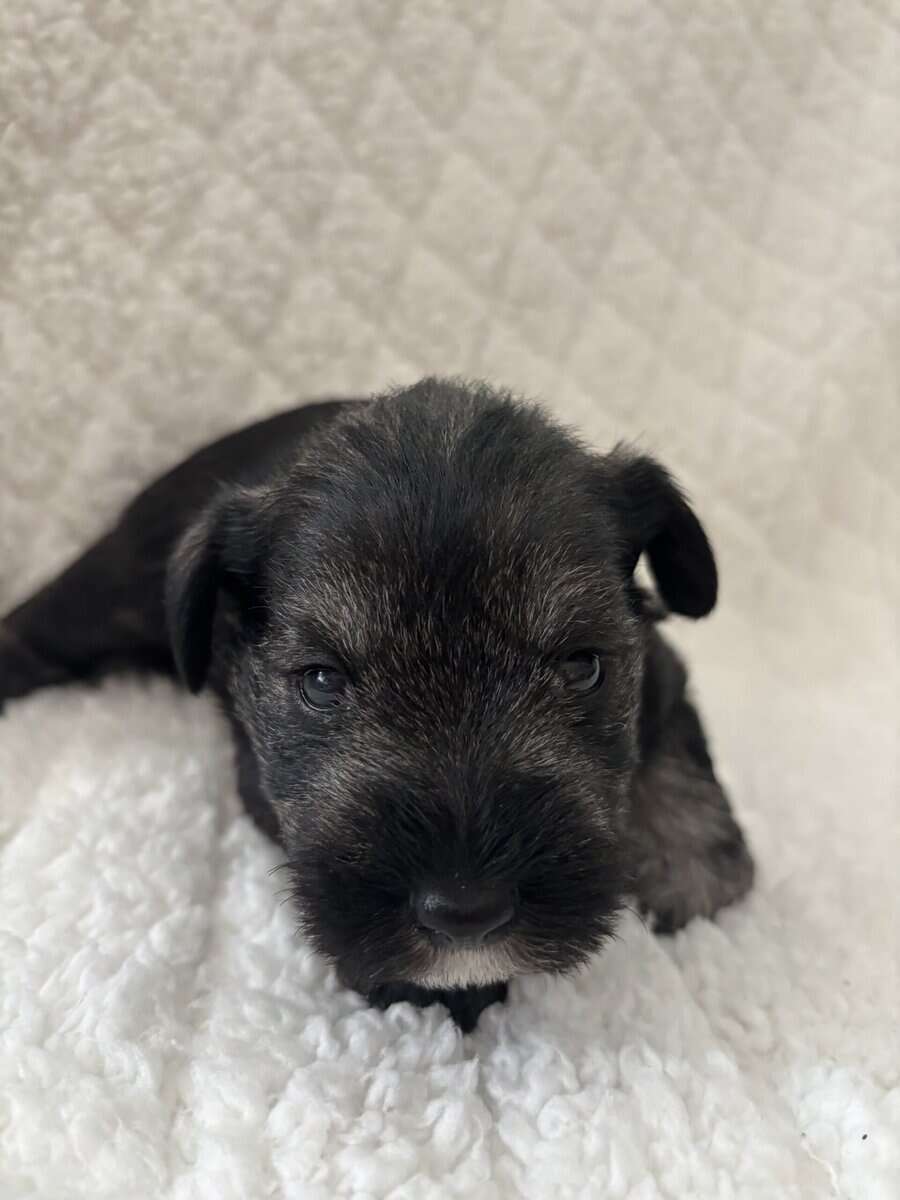 Male, Miniature Schnauzer's needing a forever home image 4