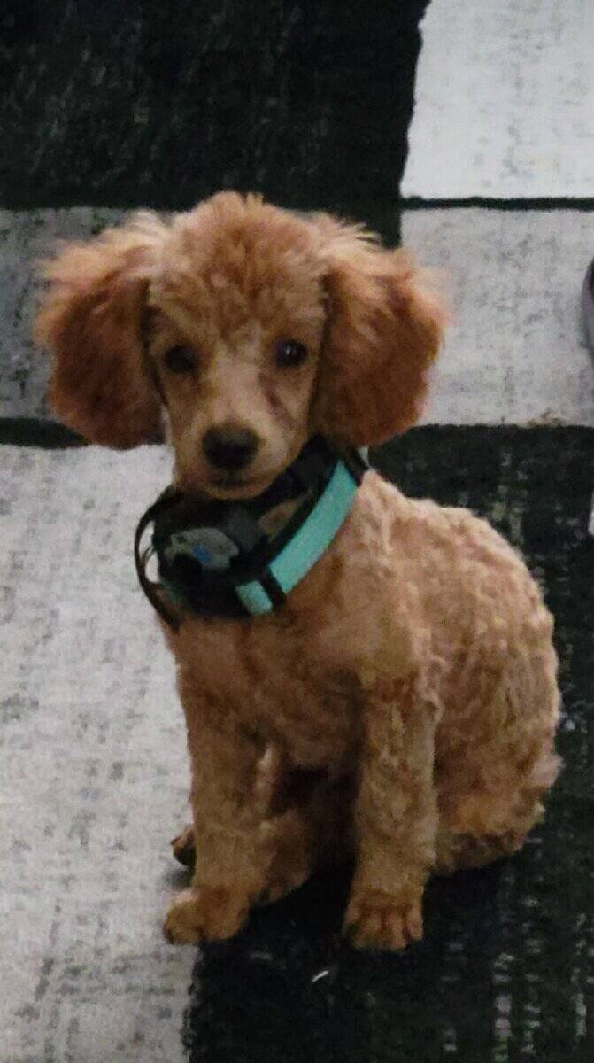 Cavapoochon puppy Jasmine (orange) image 3