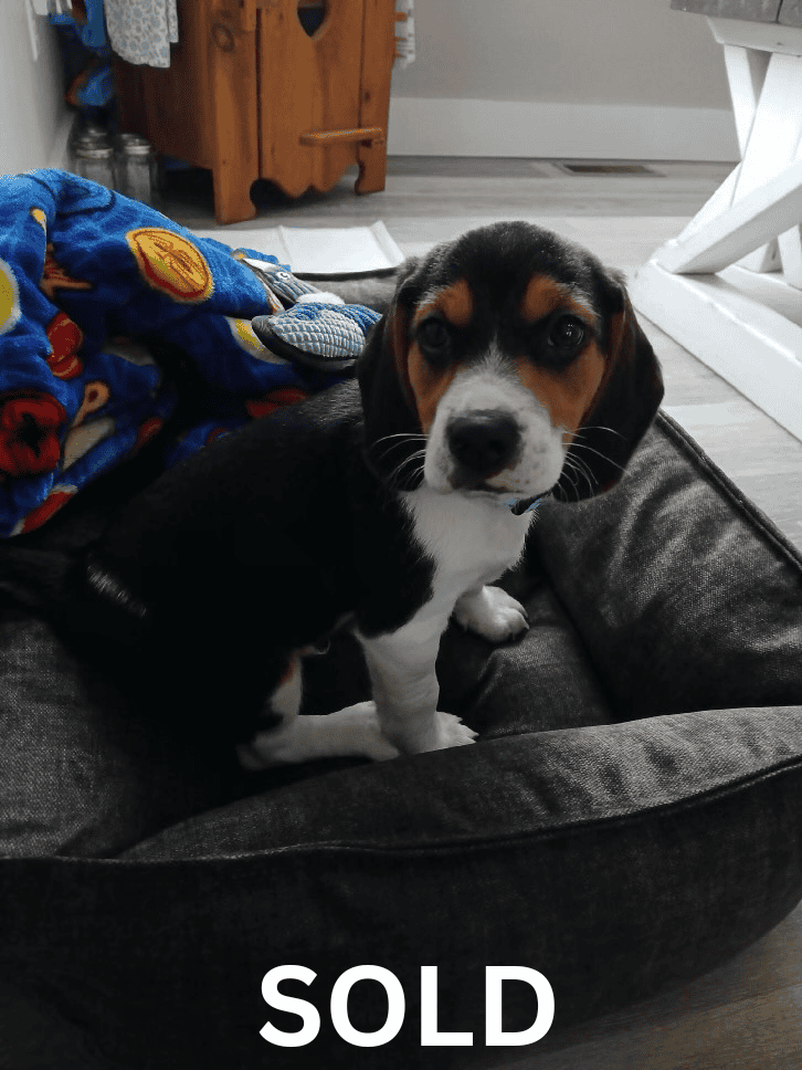 Beagle puppies (Michigan area) before Christmas image 9