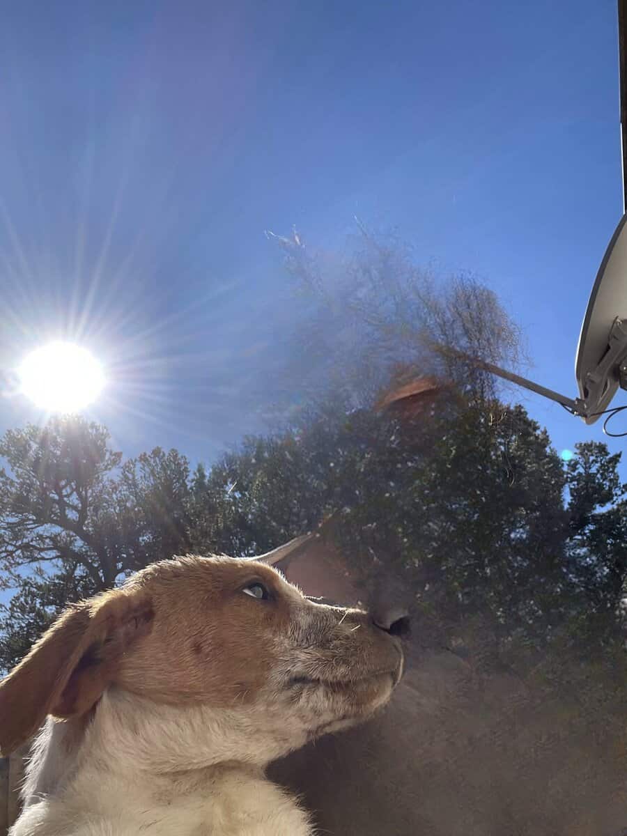 Free Puppies image 3